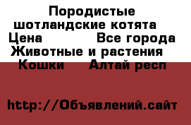 Породистые шотландские котята. › Цена ­ 5 000 - Все города Животные и растения » Кошки   . Алтай респ.